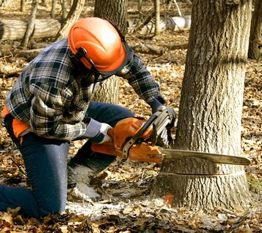 Tree Removal in Rescue, CA